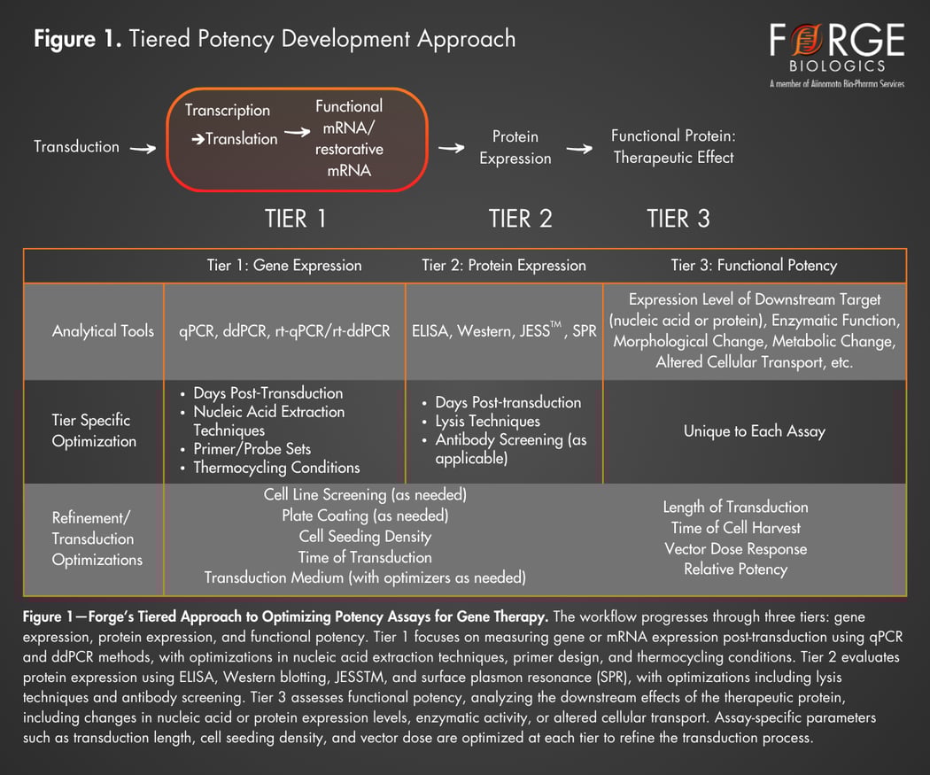 3 Tiers for AAV Potency Assay Development Success